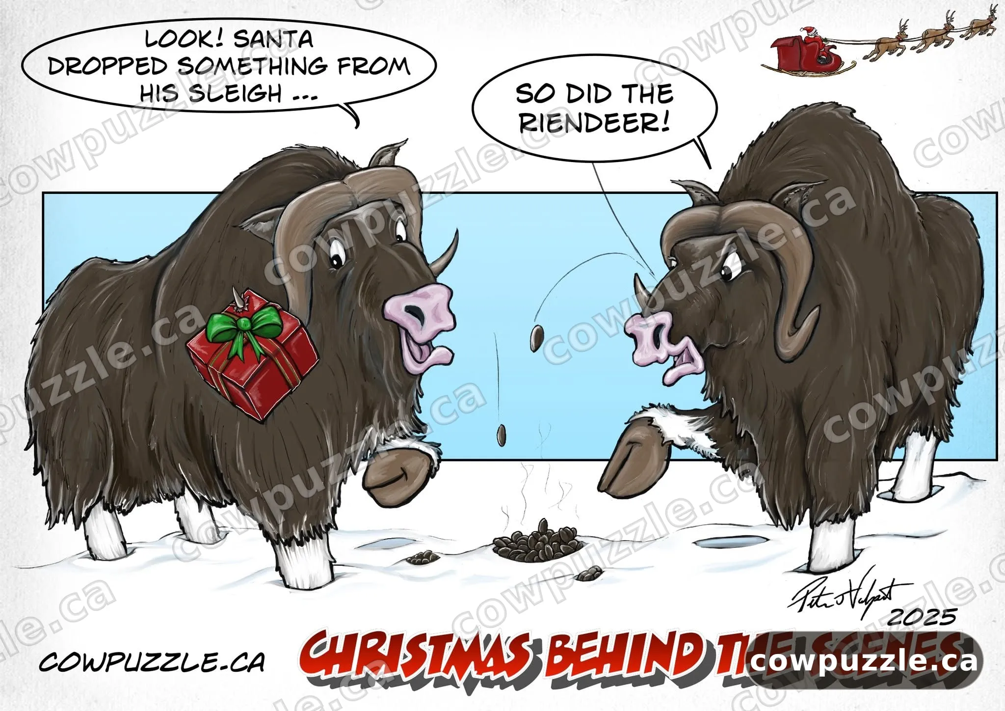 2025 — Sleigh Droppings — Two musk oxen, and a case of mistaken droppings.