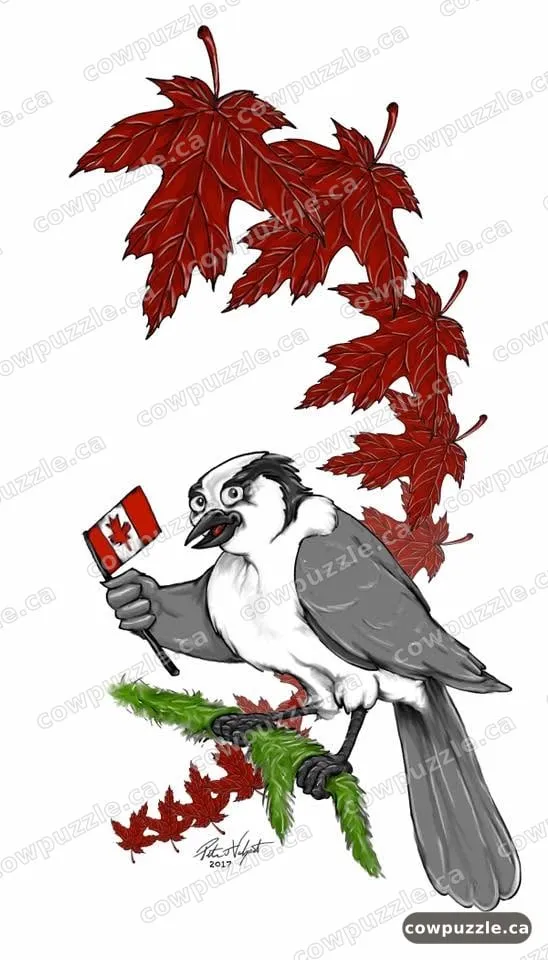 Gray Jay — Canada’s national bird, flag and all.