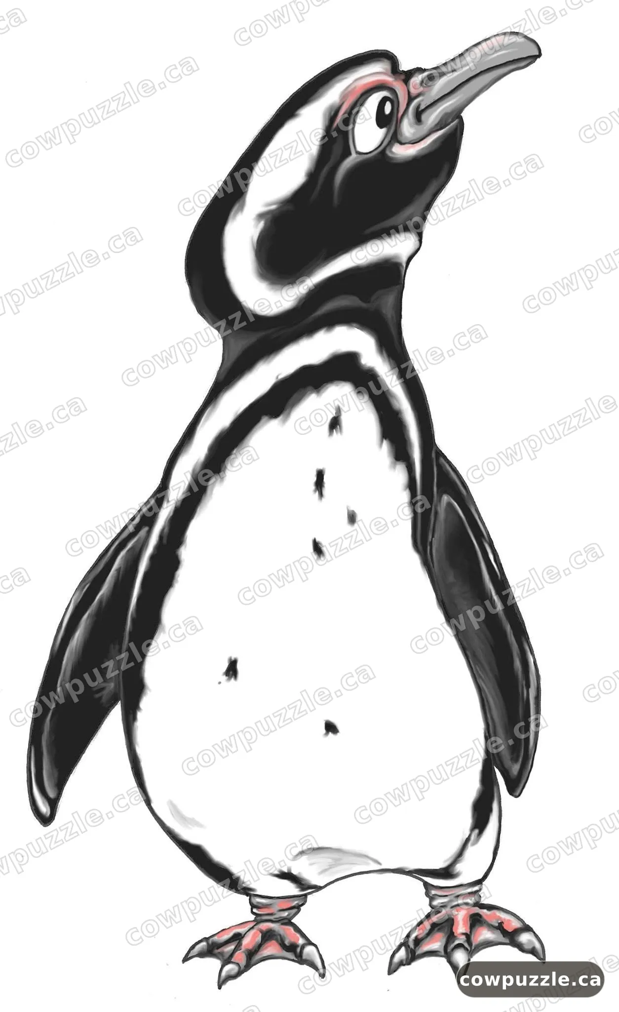 Lil Peng — One small Magellanic penguin, chin held high.