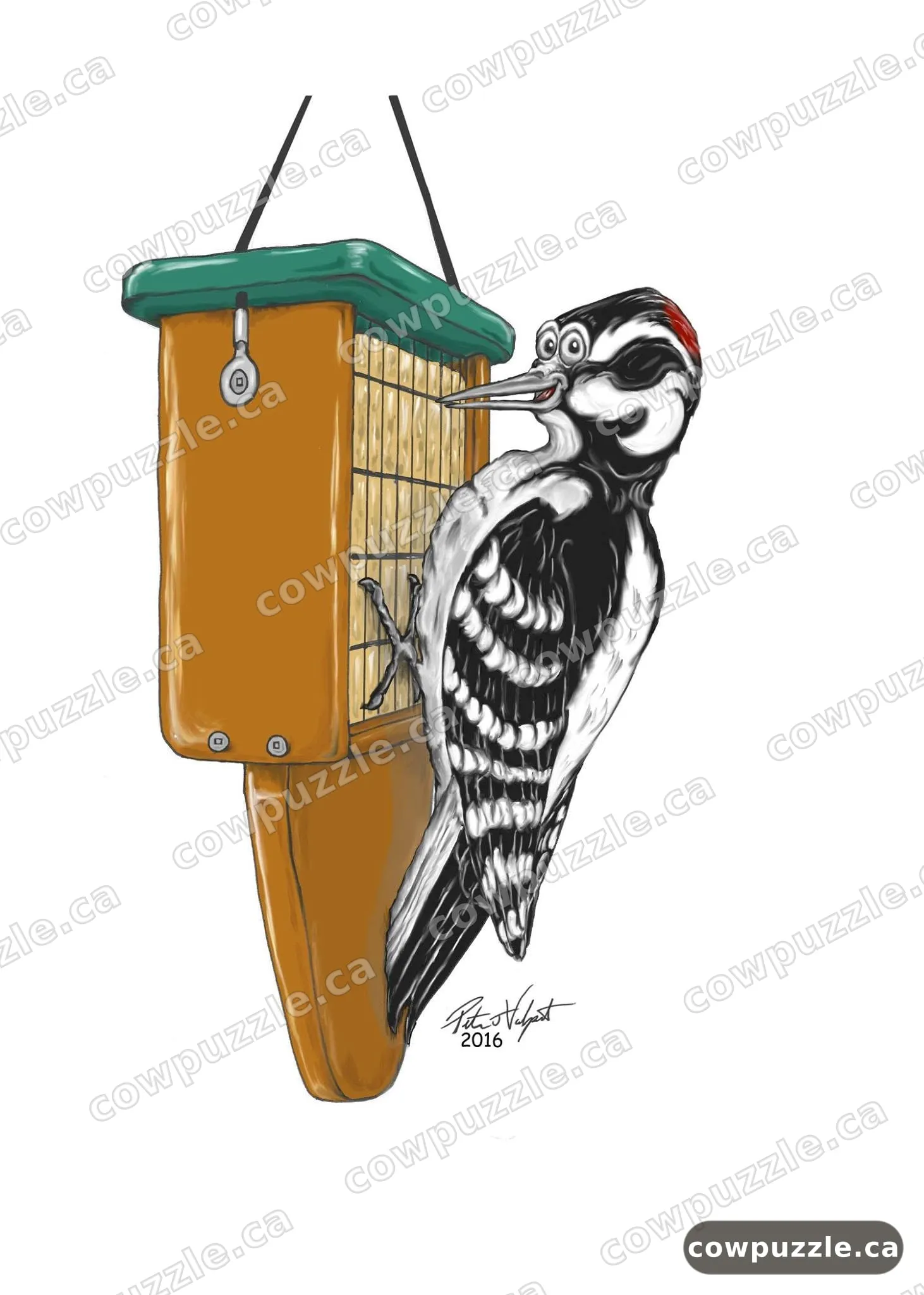 Woodpecker — A downy woodpecker drops by the suet feeder.